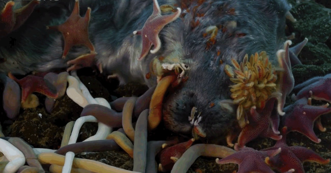 The 'flesh' bottom of the sea is a new level of 'earthly hell'
