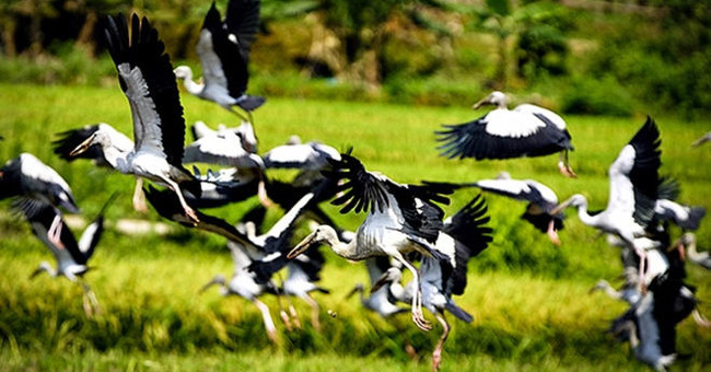 The flock of birds appears in Lao Cai as a swallow