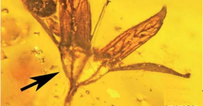 The flower is 100 million years old as freshly picked in amber