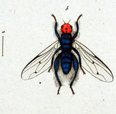 The fly 'legend' eating corpses reappeared