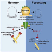 The forgotten process is controlled in the brain by proteins