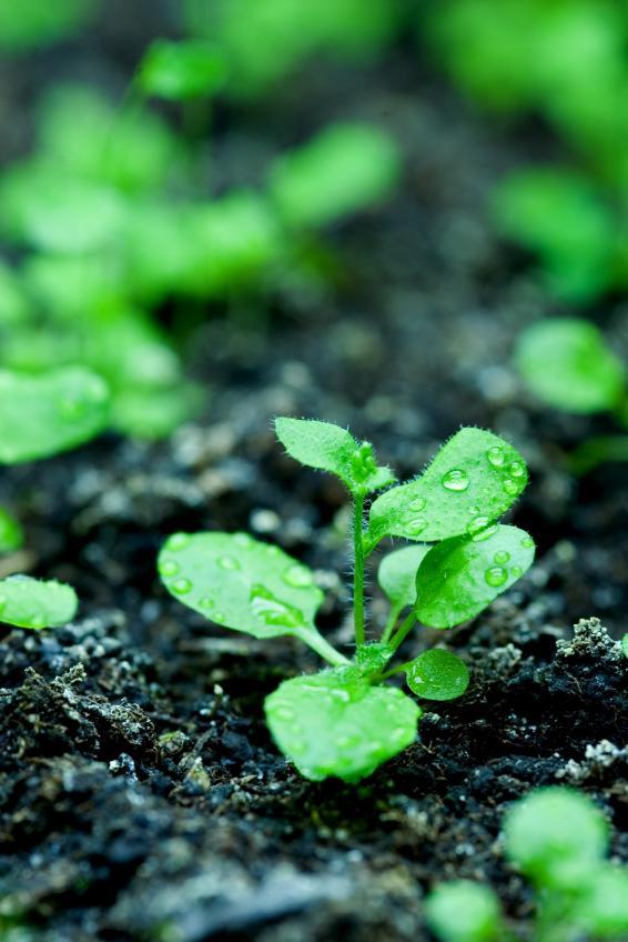 The formula helps plants live longer