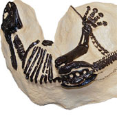 The fossil 'great war of dinosaurs' is auctioned
