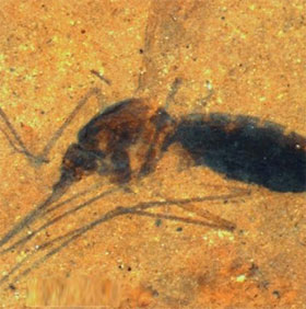 The fossil mosquito is 46 million years old