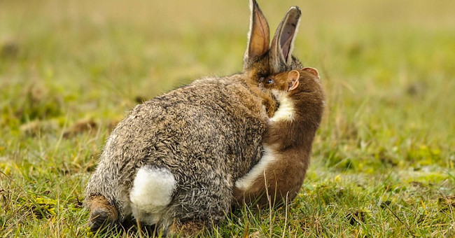 The fox bites her neck, gaining the rabbit's network four times bigger
