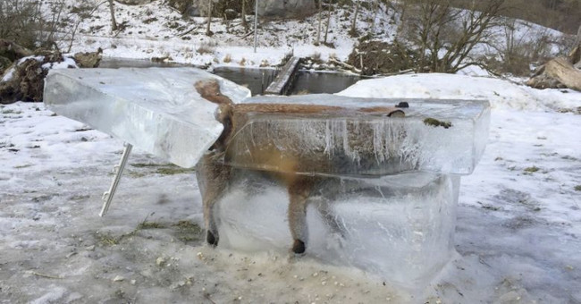 The fox froze in the coffin between the cold -30 degrees Celsius