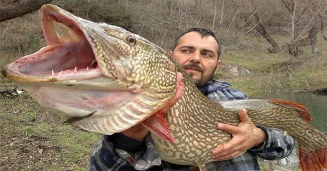 The 'fresh water monster' species makes swimmers run away from slippers
