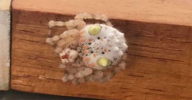 The frightened man spotted the spider looking like a piece of sushi crawling in the house