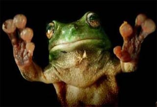 The frog legs are used many times