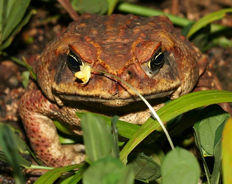 The frog reproductive organ changes abnormally