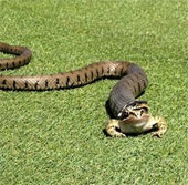 The frog survived despite being swallowed by snakes