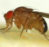 The fruit fly flies backwards