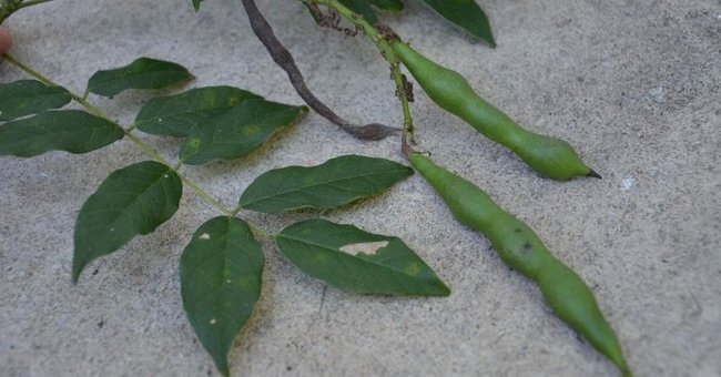 The fruits absolutely do not eat if lost in the forest
