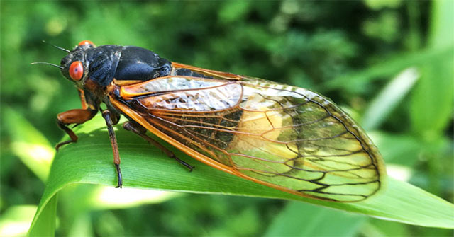 The fungus forces cicadas to mate when they lose their genitals