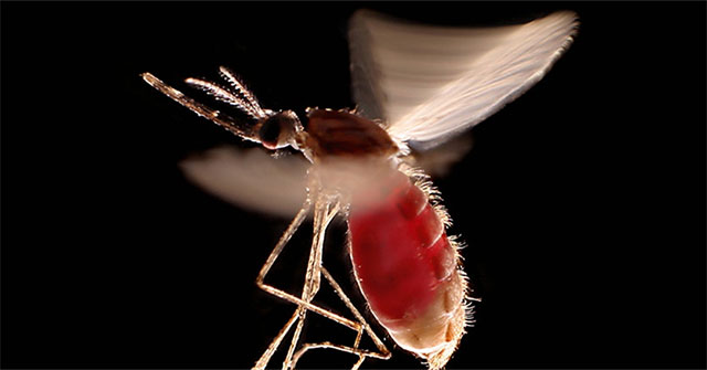 The fungus kills 99% of mosquitoes in 45 days