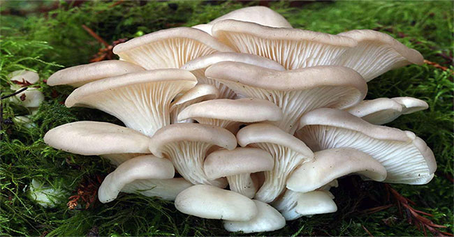 The fungus looks dry but is carnivorous and prey in the most brutal way