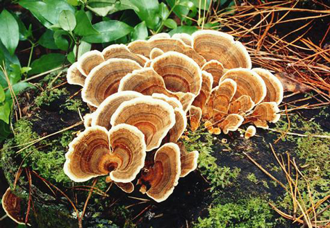 The fungus thoroughly cure prostate tumors