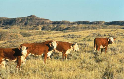 The future link between animals and the electronics industry