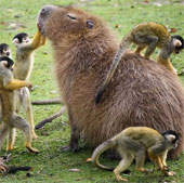 The future mouse is as big as a sheep