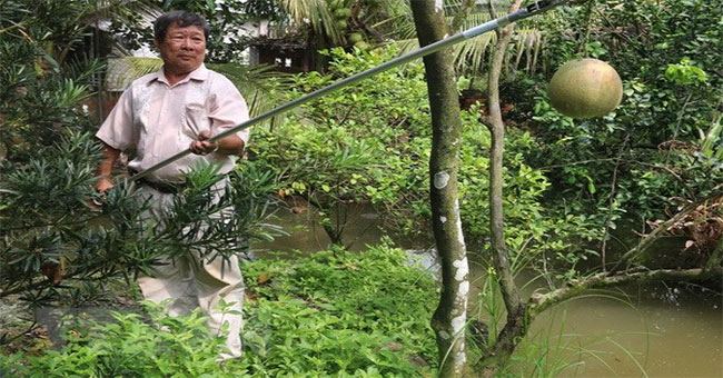 The garden inventor and the tree cut pruning versatile branches