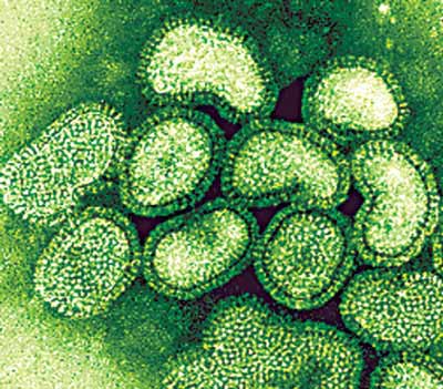 The gene for swine flu virus is not mutant