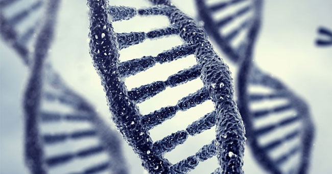 The gene should be tested to predict Alzheimer's disease at a young age