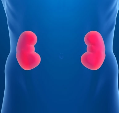 The gene that causes IgAN kidney disease in humans has been discovered