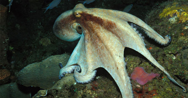 The genius of the ocean?  Please call the octopus name!
