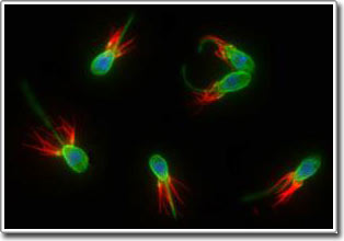 The genome of a marine creature carries the secret of the unicellular ancestor of human beings