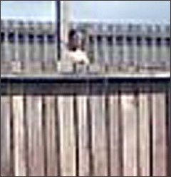 The ghost appears mysteriously on the edge of the fence