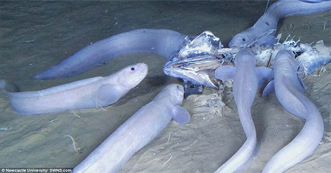 The 'ghost' fish only lives at a depth of 7.5 km on the seabed, melting when ashore