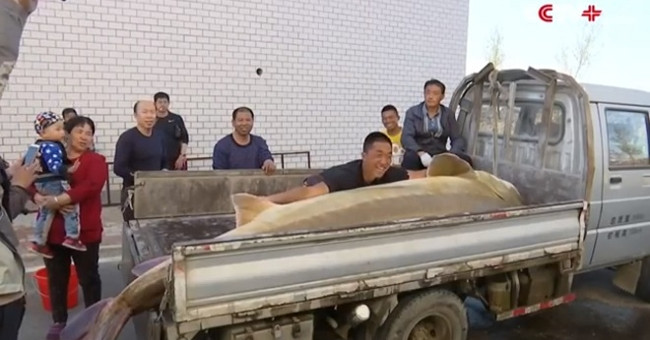 The giant 100-year-old sturgeon caught a net of Chinese fishermen