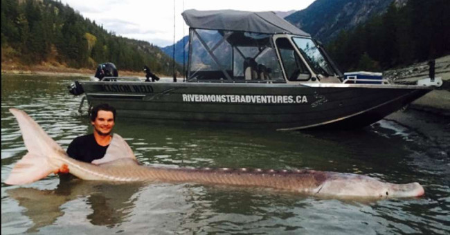The giant 80-year-old stingray monster was captured after years of hiding
