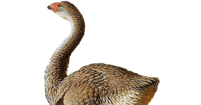 The giant bird in Australia is extinct due to excessive hunting