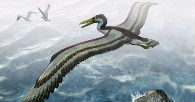 The giant bird once dominated the Antarctic sky 50 million years ago