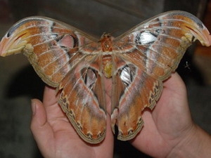 The giant butterfly was discovered