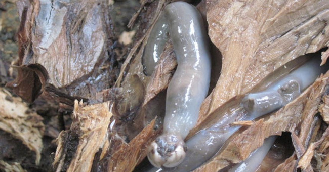 The 'giant' creature that hid in the woods made everyone terrified