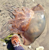 The giant jellyfish washed over the English coast