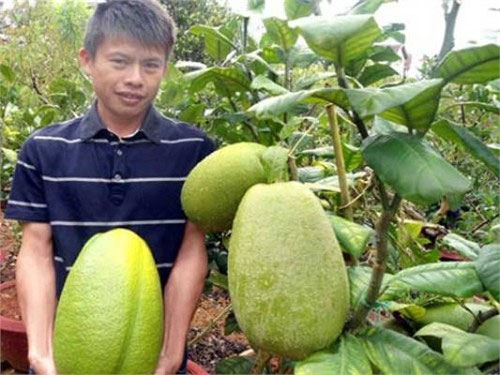 The giant lemon weighs 3.5kg in Lam Dong