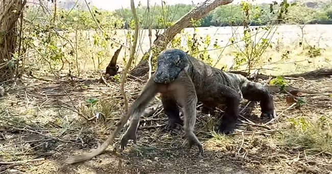The giant 'monster' swallowed the monkey in an instant