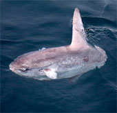 The giant 'Prime Minister' drifted under the seabed of Vietnam