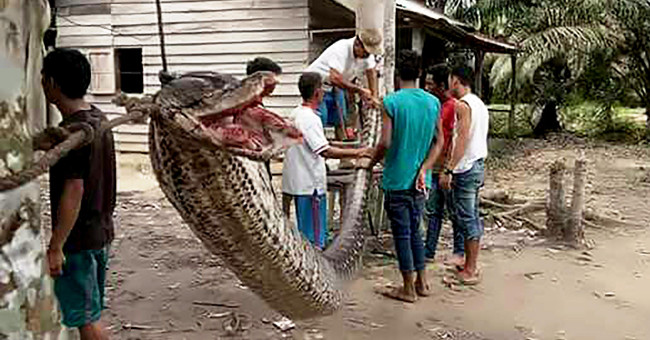 The giant python repeatedly attacked people in Indonesia?