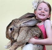 The giant rabbit eats 4000 carrots in a year