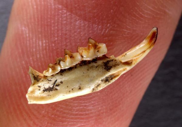 The giant 'shrews' of nearly 1 million years old fossils are found in Spain