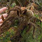 The giant spider is about the size of a puppy