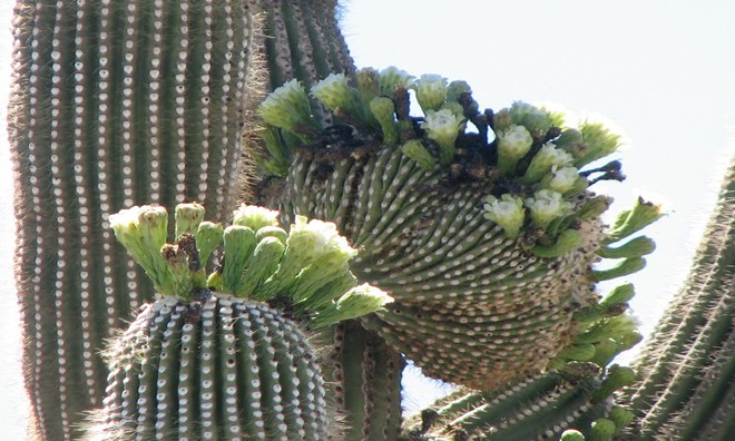The 'giants' in the desert