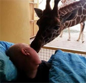 The giraffe kisses the goodbye goodbye