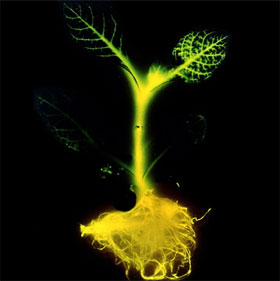 The glowing tree can replace street lights
