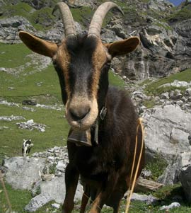 The goat species went through the continent 10,000 years ago