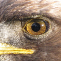 The 'god eyes' in nature